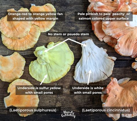 chicken of the woods look alike.